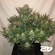 Gorilla Auto