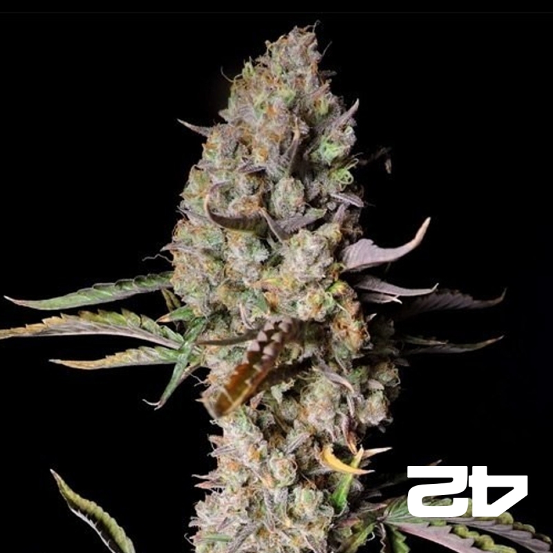 View Gorilla Zkittlez Auto