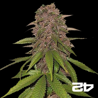C4 Auto