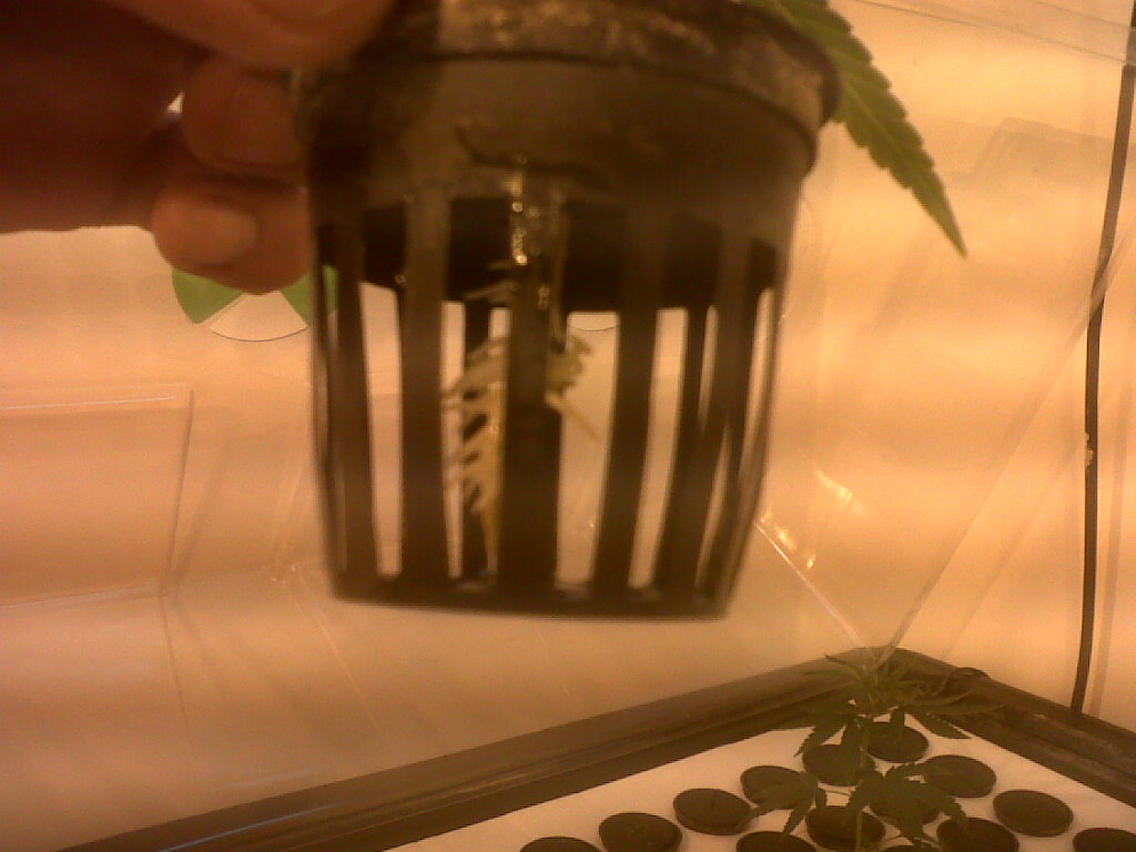 Cómo hacer esquejes de marihuana, la forma más fácil, propagador X-Stream de Nutriculture