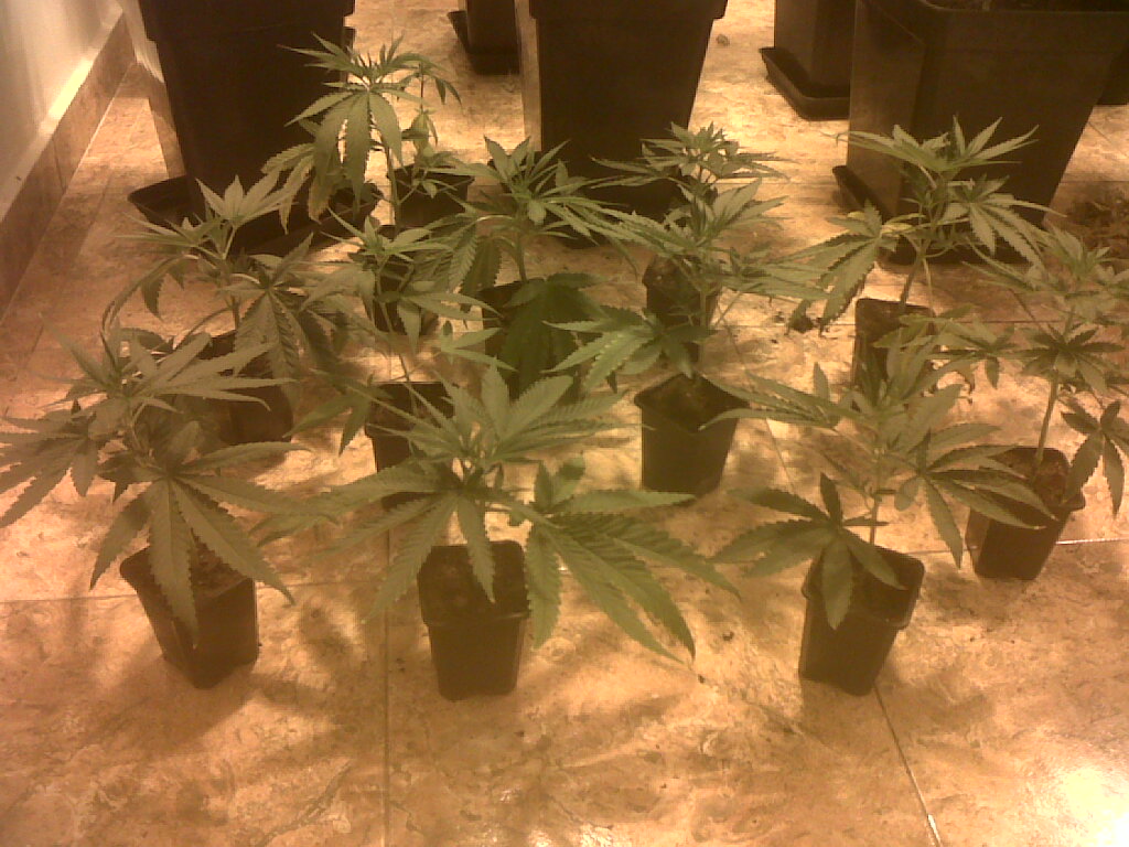 Cómo hacer esquejes de marihuana, la forma más fácil, propagador X-Stream de Nutriculture