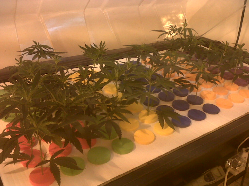 Cómo hacer esquejes de marihuana, la forma más fácil, propagador X-Stream de Nutriculture