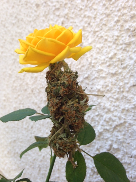 Bio-Hidroponía: El Santo Grial del Cultivador de Cannabis