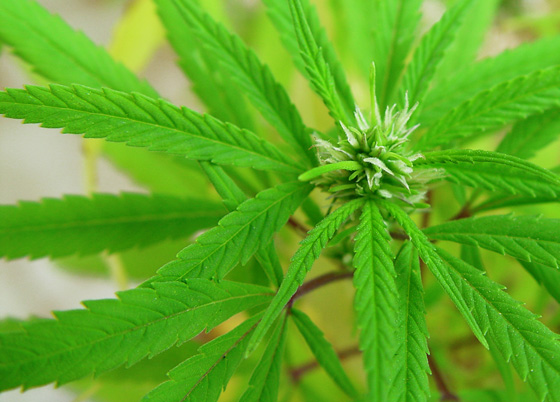 Marihuana Interior Parámetros Cultivo Básicos prefloración de marihuana Marihuana Interior Parametros Cultivo Basicos