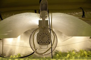 Karu puño Convencional Uso de ventiladores en el cultivo de marihuana interior