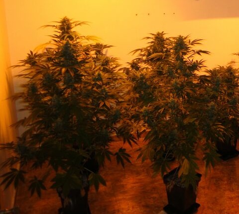 Sweet Seeds