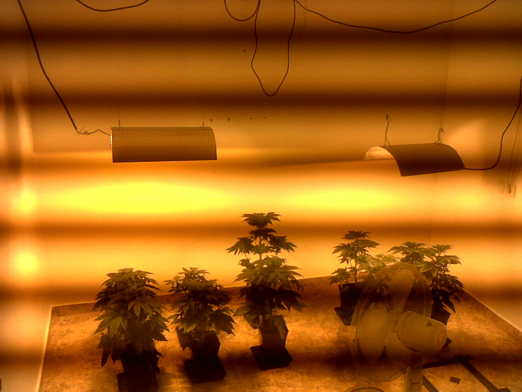 plantas creciendo en cultivo indoor