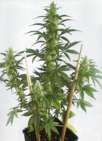 Types of Cannabis