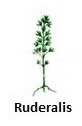 Types of Cannabis