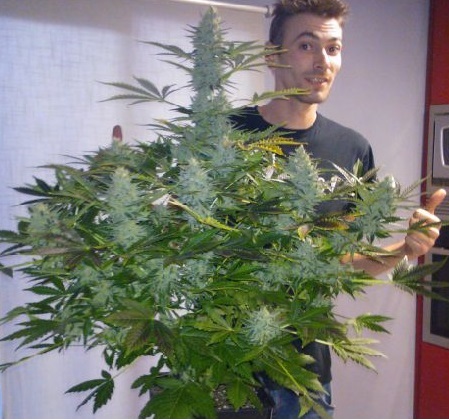 Magnum buddha seeds