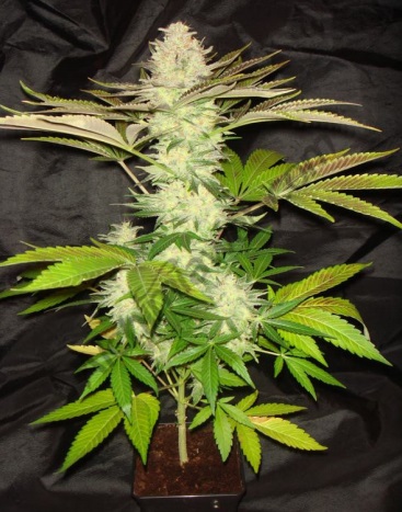 Ventajas de cultivar marihuana en coco esqueje cultivado en coco Ventajas de cultivar marihuana en coco