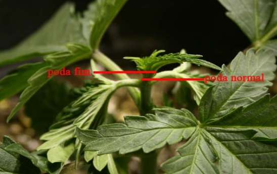 Tipos de podas en plantas de marihuana