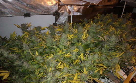 Cultivo de marihuana en slabs de coco