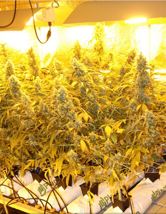 Cultivo de marihuana en slabs de coco