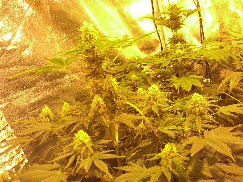 Cultivar marihuana en armario de cultivo