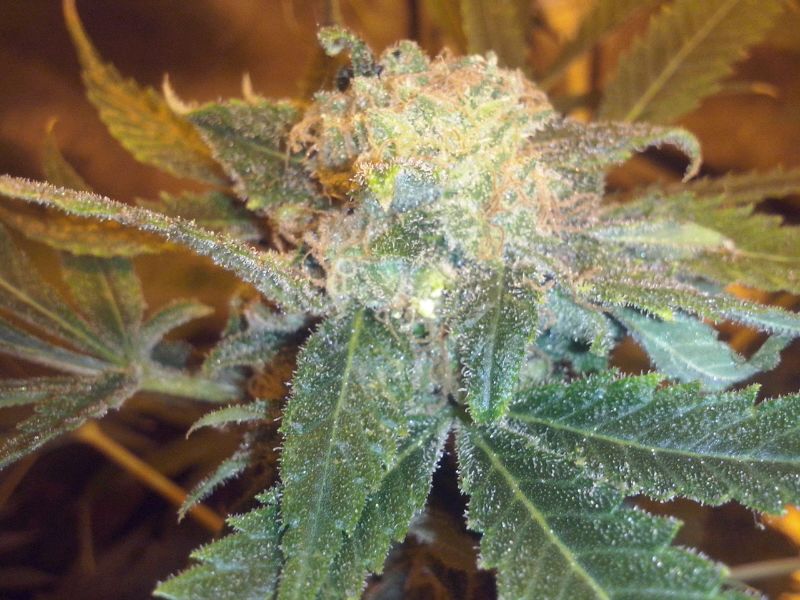 Cultivar marihuana en armario de cultivo