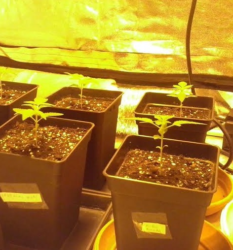 Cultivar marihuana en armario de cultivo