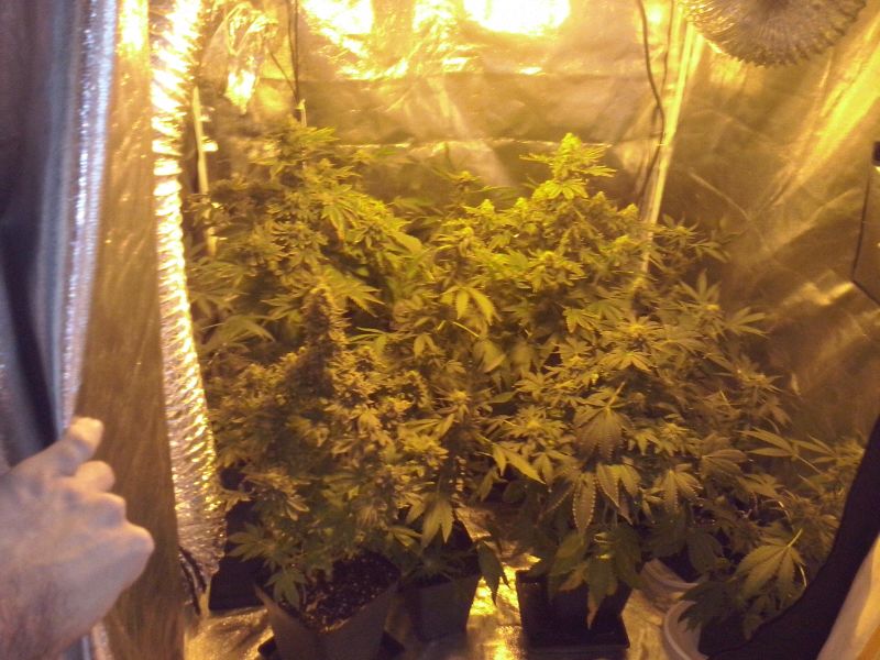 Cultivar Tu Propia Marihuana En Casa Blog De Grow Barato