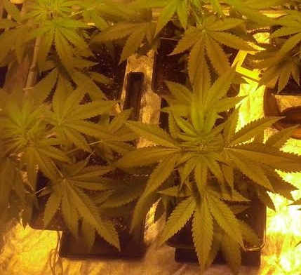 Cultivar marihuana en armario de cultivo