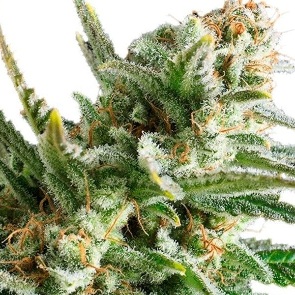 amnesia haze