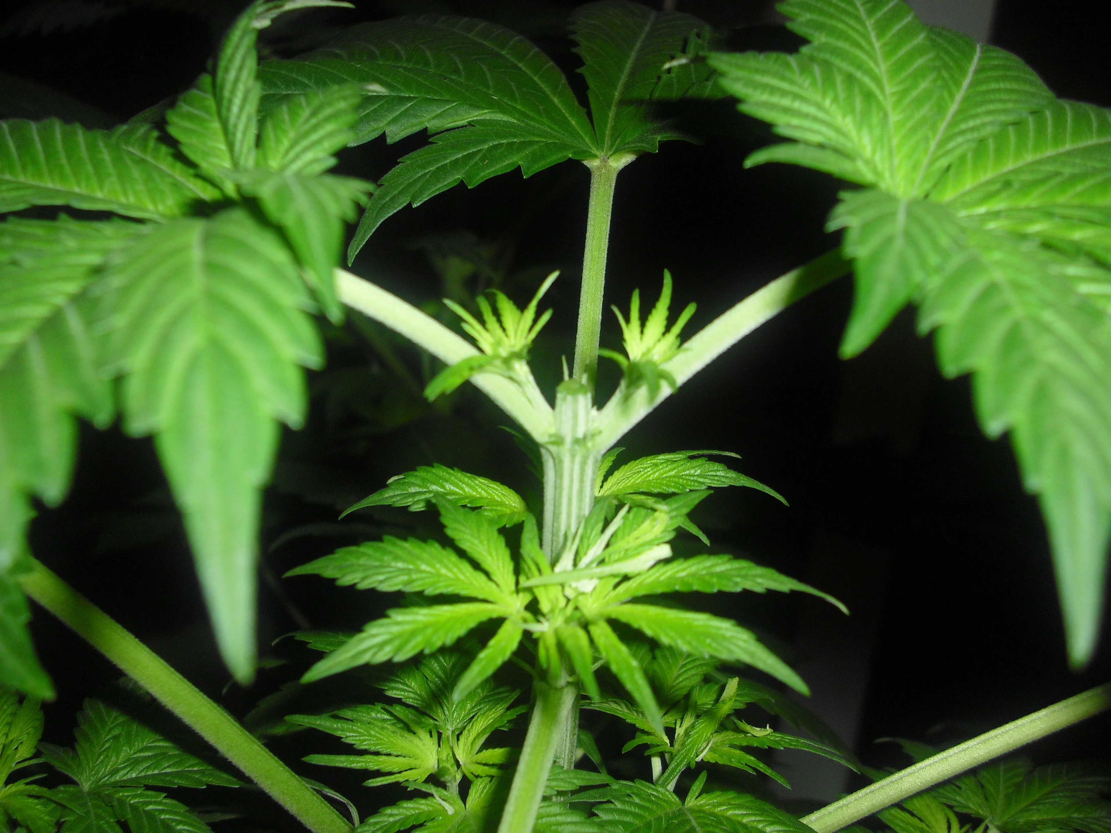 cannabis central stems