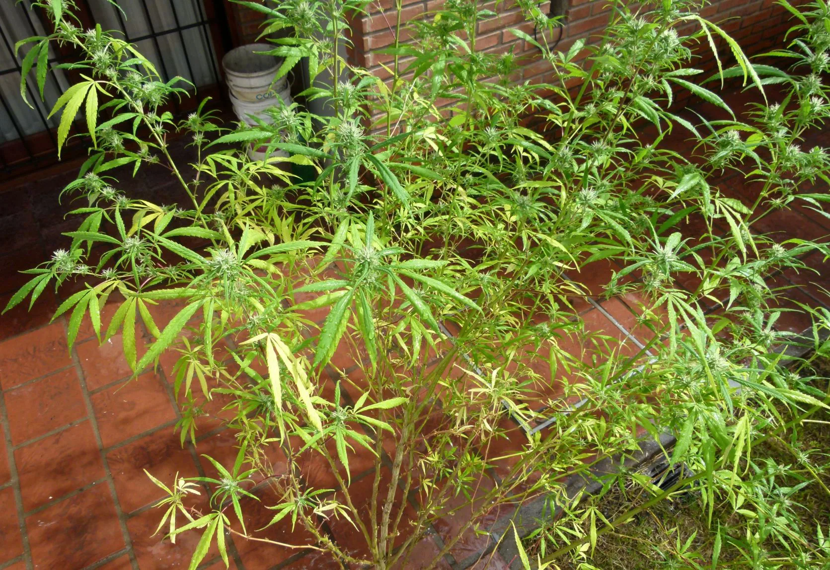 pruning cannabis plants
