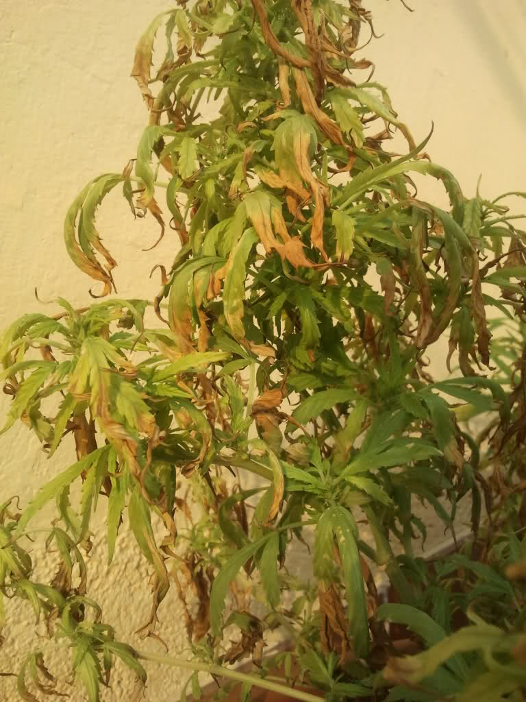 pourquoi transplanter le cannabis