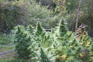 Cultivo de marihuana en Guerrilla