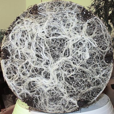 Anatomie et fonctionnement d’une plante de Cannabis photo racines d'une plante en pot anatomie et fonctionnement d’une plante de cannabis