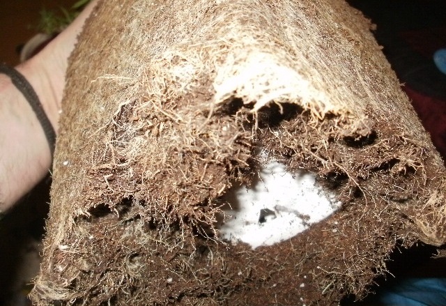 capsules d'oxygene pour nos racines