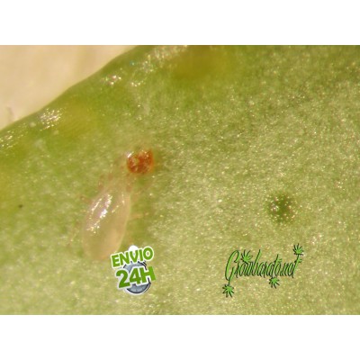 La lutte biologique appliquee a la culture du cannabis