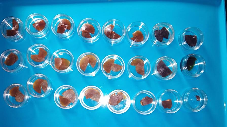 Las diversas formas de consumir Cannabis foto de amber glass maxima pureza Las diversas formas de consumir Cannabis