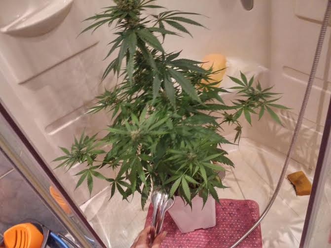 Lavado de raíces en plantas de marihuana