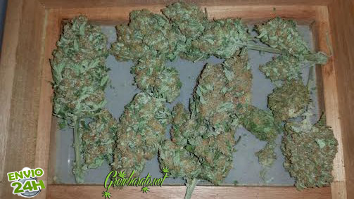 Las diversas formas de consumir Cannabis