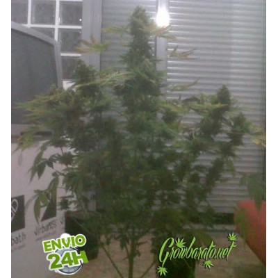 Stimulate Flowering in your Plants