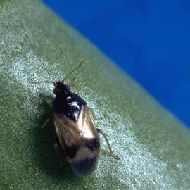 La lutte biologique appliquee a la culture du cannabis