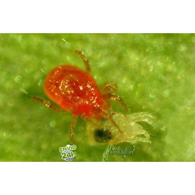 La lutte biologique appliquee à la culture du cannabis