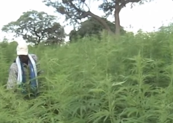 Los países que ningún fumeta puede perderse