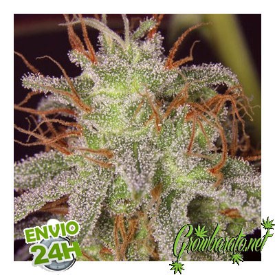 13 varietes exquises de cannabis