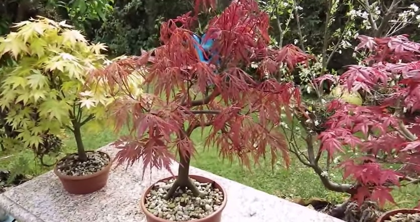 Noticias Cannábicas