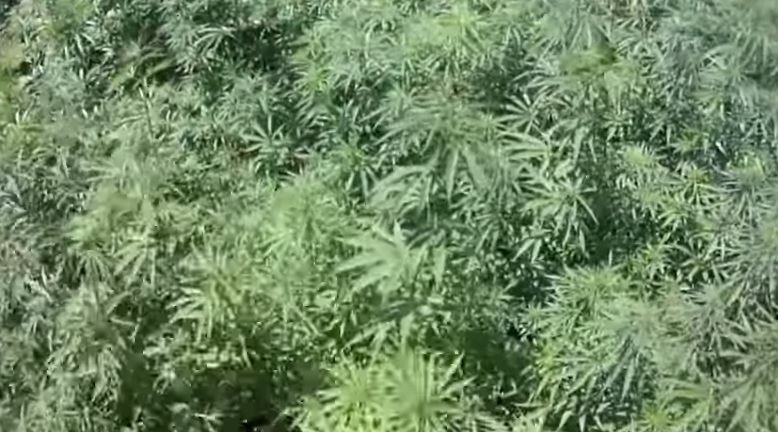 Los países que ningún fumeta puede perderse