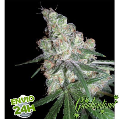 Chocolope