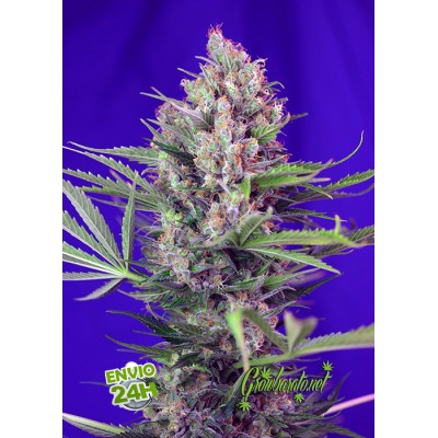 Cream Mandarine