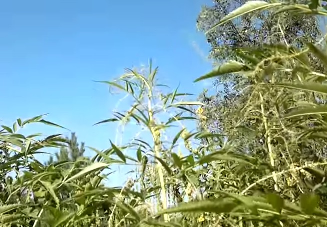 Por algo les pagamos