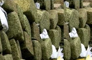 Noticias Cannábicas