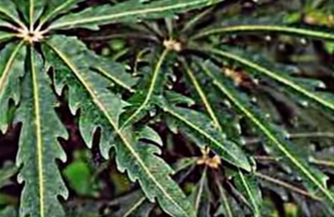 Por algo les pagamos