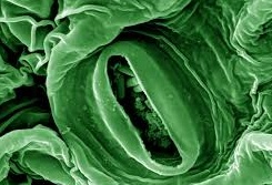 Anatomie et fonctionnement d’une plante de Cannabis photo stomate anatomie et fonctionnement d’une plante de cannabis