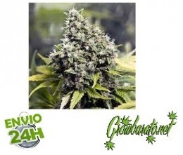 13 varietes exquises de cannabis