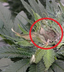 La chenille sur les plantes de cannabis photo tête infectée par le botrytis la chenille sur les plantes de cannabis