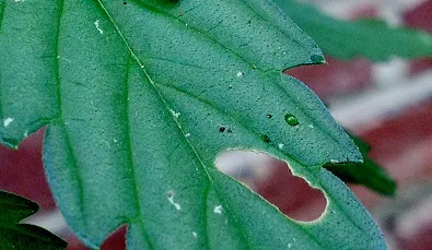 La chenille sur les plantes de cannabis photo attaque de chenille la chenille sur les plantes de cannabis